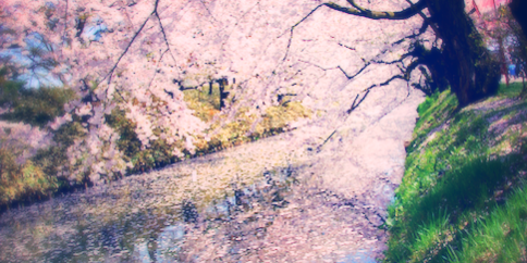 Hirosaki’s Sakura Ohanami. Japan has a very special place in my heart. This is where I had discovered beauty, grace, friendships, acceptance and belongingness that helped me heal my own depression before I started my counselling career.